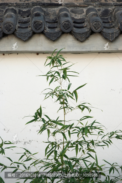 白墻黛瓦綠竹