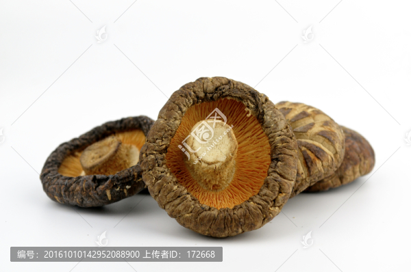 菌菇
