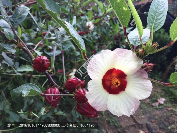 盛開的花,紅桃K