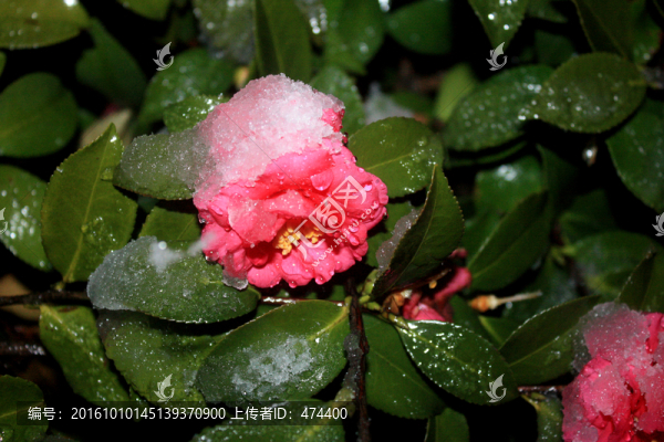 冰雪中的茶花