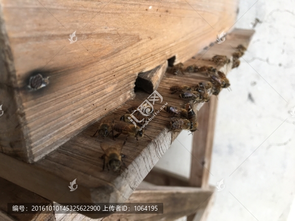 蜜蜂養(yǎng)殖