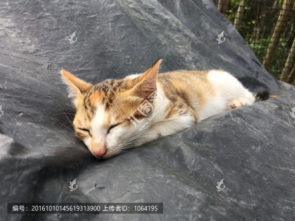 熟睡的小貓