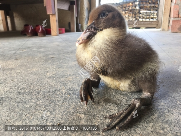 鴨子