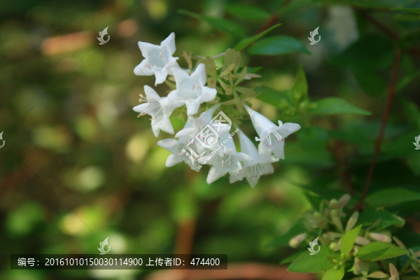 風(fēng)鈴草,白色的花
