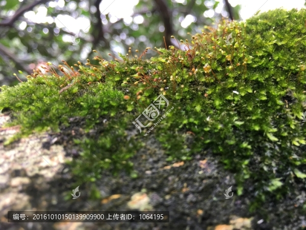 樹上的小草