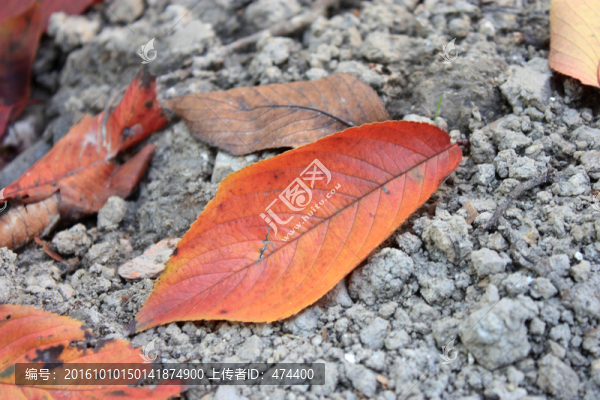 紅葉,樹(shù)葉,楓葉