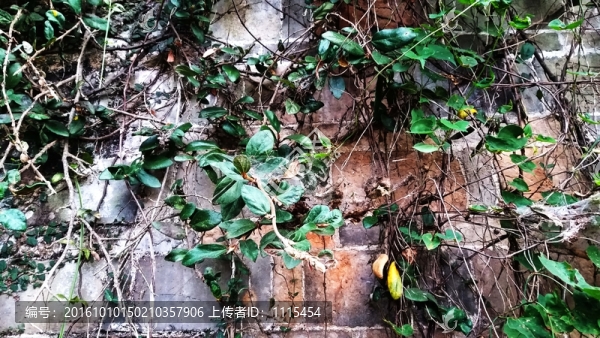 爬墻藤蔓涼粉樹(shù)