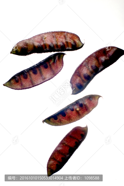 扁豆