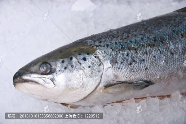 鱒魚(yú)