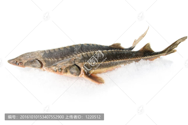 兩小體鱘魚(yú)