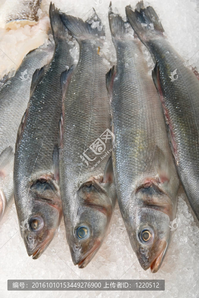 魚