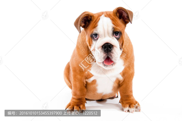 英國(guó)斗牛犬