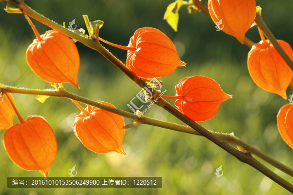 中國(guó)燈籠；Physalis,alkekengi