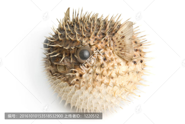豪豬魚(yú)