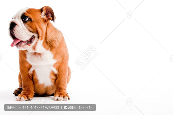 狗