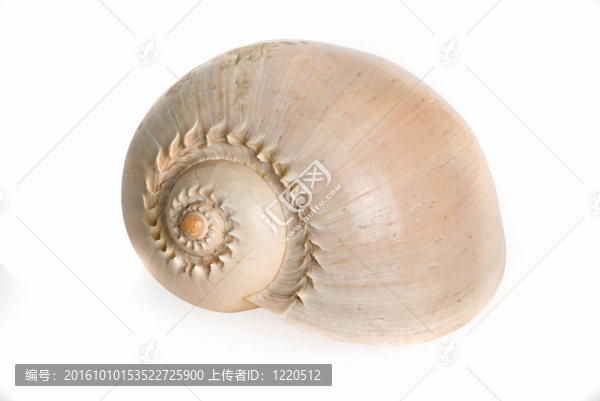 海貝殼