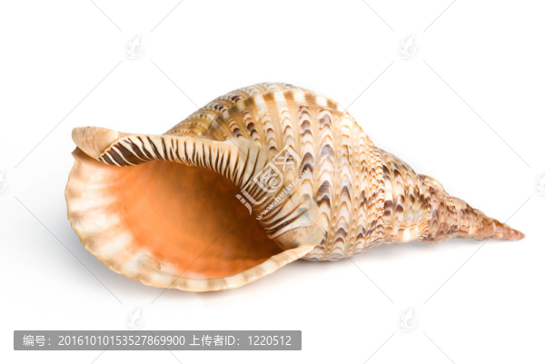 海貝殼