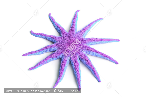 綠色的海星