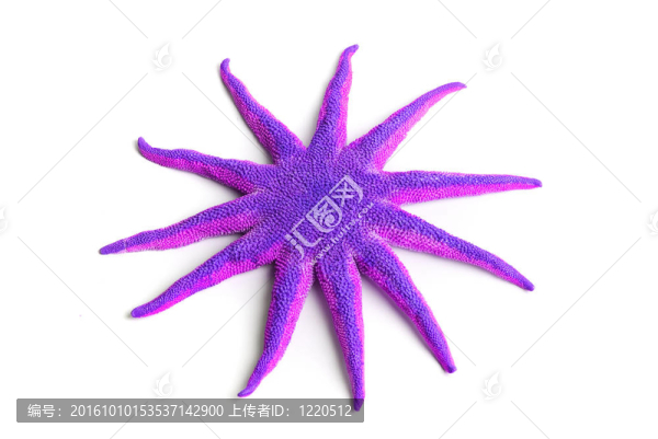 紫色的海星