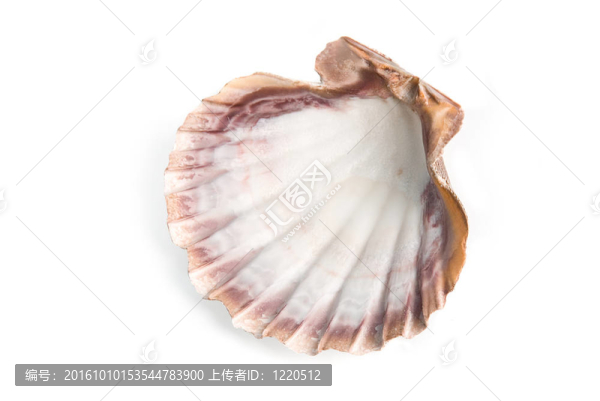 海貝殼