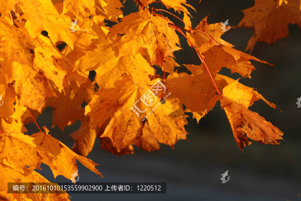 楓葉樹。