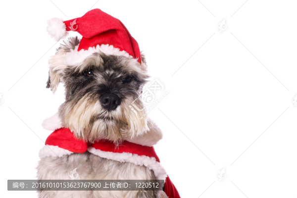 可愛的狗在Santa的帽子