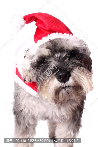 可愛的狗在Santa的帽子