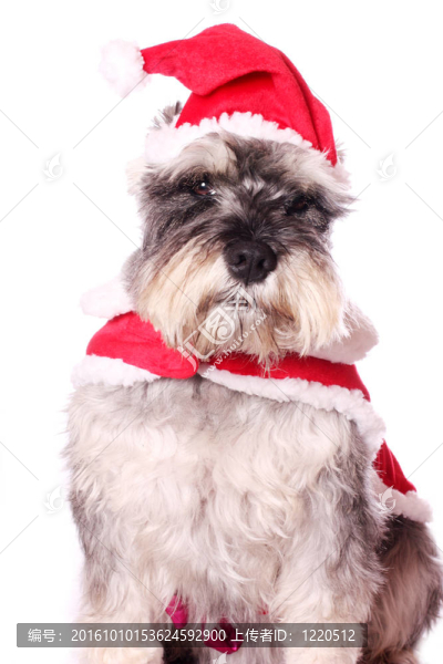可愛的狗在Santa的帽子