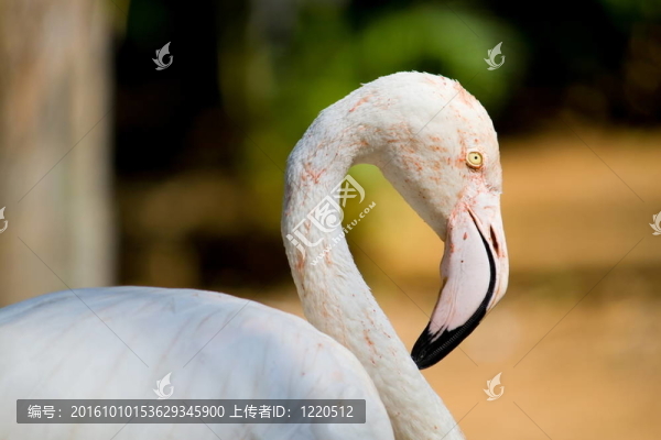 頭火烈鳥