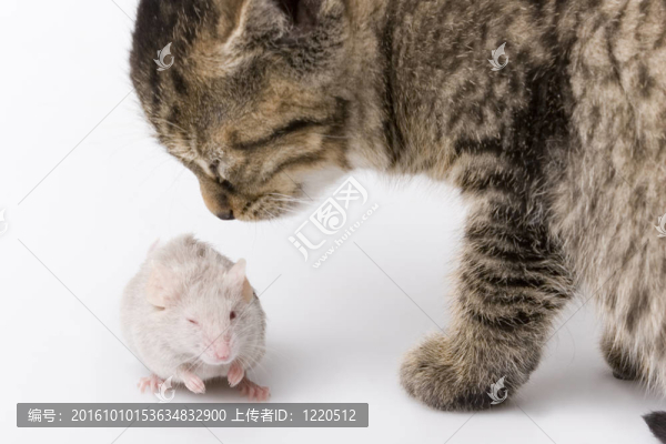 兒童貓和灰色老鼠
