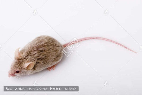 小老鼠