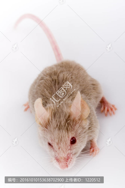 小老鼠