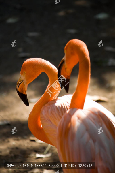粉紅色的火烈鳥