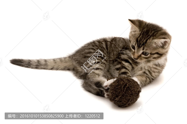 小貓