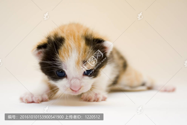 小貓