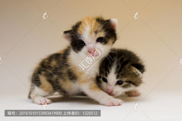 小貓
