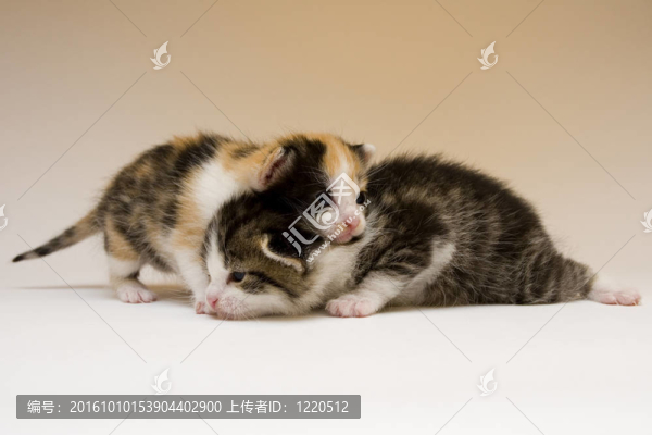 小貓