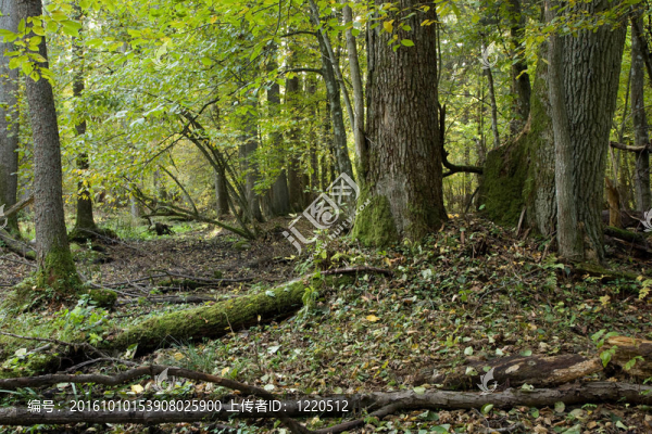 與背景的橡樹林Bialowieza
