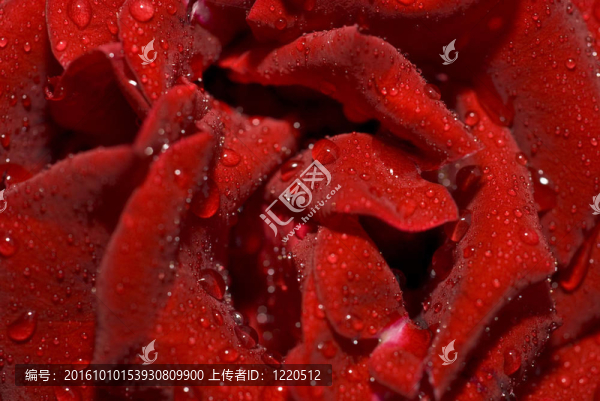 濕了的玫瑰花蕾