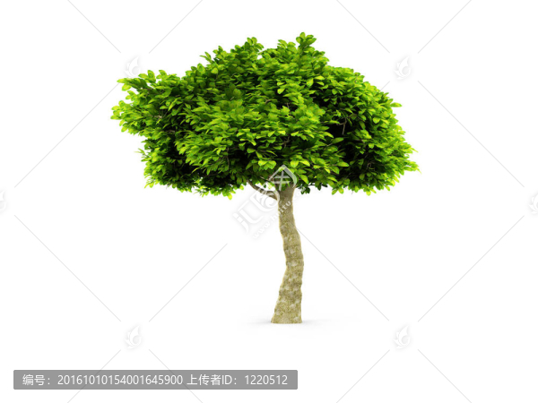 白色孤獨的樹