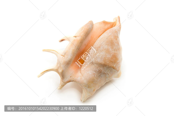 海貝殼