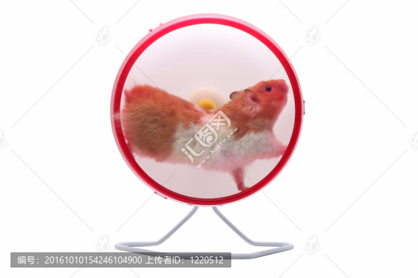 一只敘利亞倉鼠在練習(xí)輪里跑步