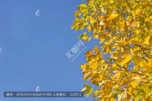 秋天。黃色的楓葉和藍(lán)色的天空