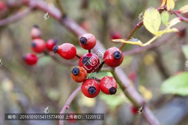 紅莓