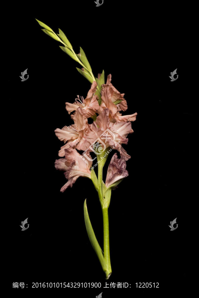 Gladiolus,flower在黑