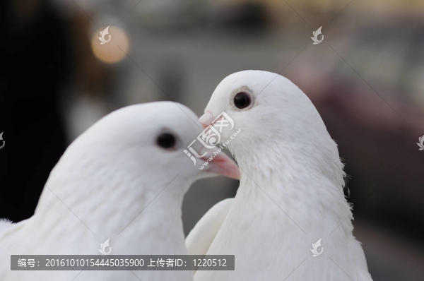 婚禮上的鴿子