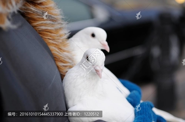 婚禮上的鴿子
