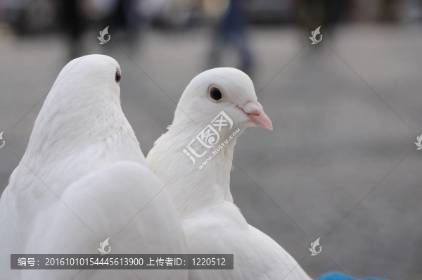 婚禮上的鴿子