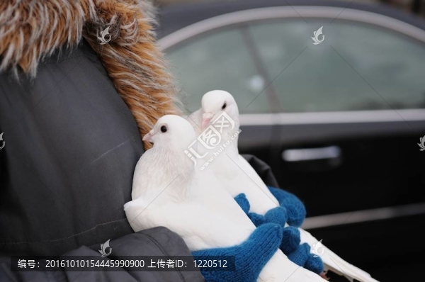 婚禮上的鴿子