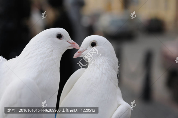 婚禮上的鴿子